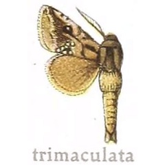 /filer/webapps/moths/media/images/T/trimaculata_Teragra_HT_NHMUK.jpg