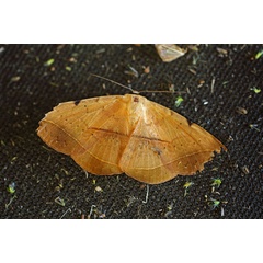 /filer/webapps/moths/media/images/C/capensis_Hypopyra_A_Voaden.jpg