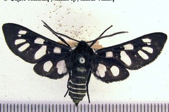 Eutomis minceus