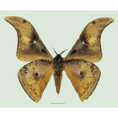 /filer/webapps/moths/media/images/O/obscuripennis_Dogoia_AM_Basquin_01b.jpg