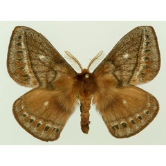 /filer/webapps/moths/media/images/A/ankaratra_Maltagorea_AM_Basquin_01.jpg