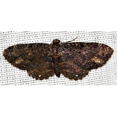 /filer/webapps/moths/media/images/P/pallidimacula_Horisme_A_Braun_04.jpg