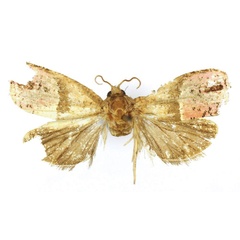 /filer/webapps/moths/media/images/D/daressalami_Anthozela_PTF_USNM.jpg