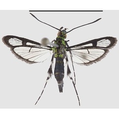 /filer/webapps/moths/media/images/B/bele_Chlorosphecia_HT_SMNSa.jpg