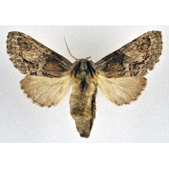 /filer/webapps/moths/media/images/C/cotytto_Ulinella_AF_NHMO.jpg