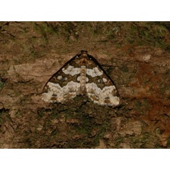 /filer/webapps/moths/media/images/R/rhodopnoa_Mimoclystia_A_DeBeer.jpeg