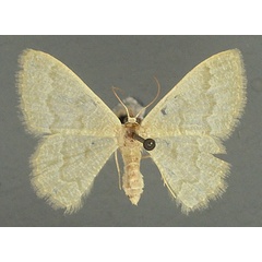 /filer/webapps/moths/media/images/A/albistrigulata_Chlorissa_AF_TMSA_02.jpg