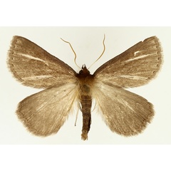 /filer/webapps/moths/media/images/D/distriga_Acanthodelta_AM_TMSA_02.jpg