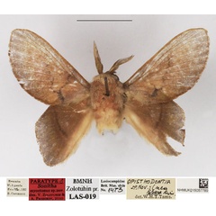 /filer/webapps/moths/media/images/M/myoctona_Sonitha_PTM_NHMUK_02.jpg