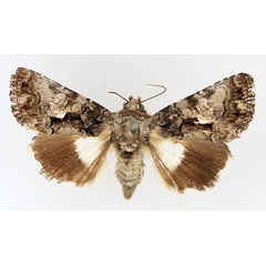 /filer/webapps/moths/media/images/I/iridocosma_Aedia_AF_TMSA_01.jpg