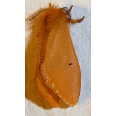 /filer/webapps/moths/media/images/B/bipunctata_Adrallia-A_Grobler_01.jpg