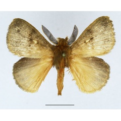 /filer/webapps/moths/media/images/S/stumpffii_Lechriolepis_AM_Basquin_01.jpg