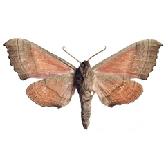 /filer/webapps/moths/media/images/P/philippei_Rufoclanis_HT_EMEMb.jpg