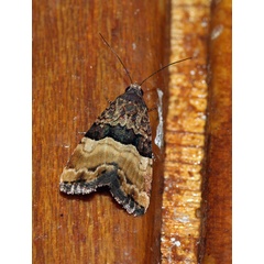 /filer/webapps/moths/media/images/B/bipartita_Pseudozarba_A_Roland_16.jpg