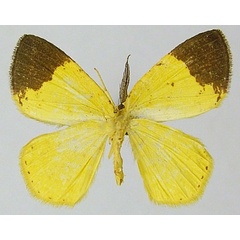 /filer/webapps/moths/media/images/A/apicirubra_Chrysocraspeda_AM_ZSMb.jpg