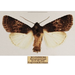 /filer/webapps/moths/media/images/B/bulgeri_Odontestra_AM_TMSA_01.jpg