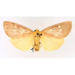 /filer/webapps/moths/media/images/F/flavigutta_Rhanidophora_AF_TMSA_02.jpg