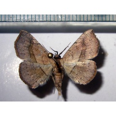 /filer/webapps/moths/media/images/A/apicalis_Pleuronodes_A_Bippus_02.jpg