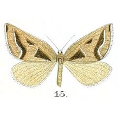 /filer/webapps/moths/media/images/O/oncodogramma_Pseudomaenas_HT_Prout_16-15.jpg