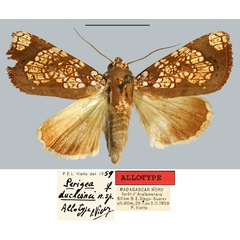 /filer/webapps/moths/media/images/D/duchesnei_Perigea_AT_MNHN.jpg