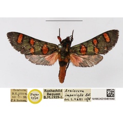 /filer/webapps/moths/media/images/I/imperialis_Arniocera_PTM_NHMUK.jpg