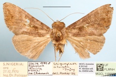Stigmoplusia allocota