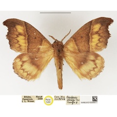 /filer/webapps/moths/media/images/P/phaula_Odontopacha_PTF_NHMUK_01.jpg