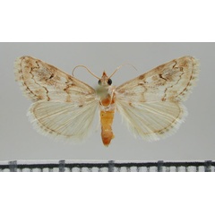 /filer/webapps/moths/media/images/A/aridalis_Tegostoma_PT_ZMHB.jpg