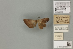 Hypena lyperalis