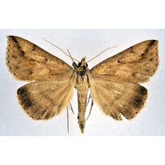 /filer/webapps/moths/media/images/A/agonia_Parachalciope_A_NHMO.jpg