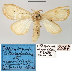 /filer/webapps/moths/media/images/C/cadica_Cnethocampa_HT_ZMHB.jpg