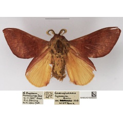 /filer/webapps/moths/media/images/A/alenica_Mallocampa_AM_NHMUK.jpg