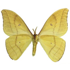 /filer/webapps/moths/media/images/Z/zanzibarica_Tagoropsis_AM_RMBHb.jpg