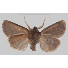 /filer/webapps/moths/media/images/S/simillima_Sciomesa_PTM_MNHNb.jpg