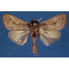 /filer/webapps/moths/media/images/H/honeyi_Kroonia_HT_ZMHB_7qVGopH.jpg
