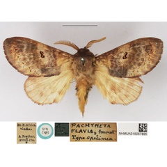 /filer/webapps/moths/media/images/F/flavia_Pachymeta_LT_NHMUK.jpg
