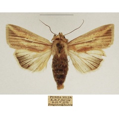 /filer/webapps/moths/media/images/V/viettei_Mythimna_AF_TMSA_01.jpg