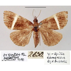 /filer/webapps/moths/media/images/O/orontes_Agnomonia_HT_ZMHB.jpg