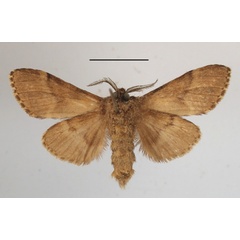/filer/webapps/moths/media/images/T/triangularis_Eurystauridia_A_MGCLb_01.JPG