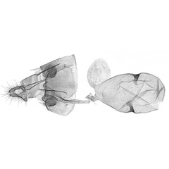 /filer/webapps/moths/media/images/F/falcata_Dasodis_GFPT_MRSN.jpg
