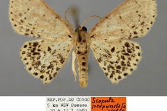 Scopula perpunctata
