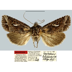 /filer/webapps/moths/media/images/B/balachowskyi_Maghadena_AT_MNHNa.jpg