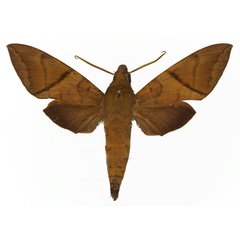 /filer/webapps/moths/media/images/A/aequivalens_Nephele_AM_Basquin_01.jpg