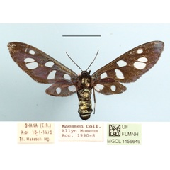 /filer/webapps/moths/media/images/J/jacksoni_Amata_A_MGCLa_02.JPG