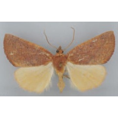 /filer/webapps/moths/media/images/A/ardescens_Terpnostola_AF_TMSA_01.jpg