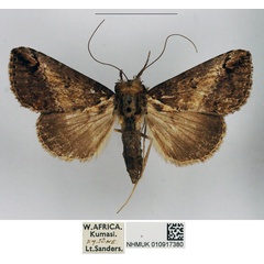 /filer/webapps/moths/media/images/C/camerunica_Gigantoceras_AM_NHMUK.jpg