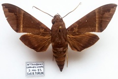 Nephele oenopion stictica