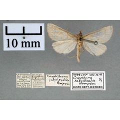 /filer/webapps/moths/media/images/S/sabulosalis_Criophthona_PT_OUMNH_01.jpg