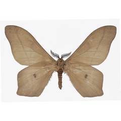 /filer/webapps/moths/media/images/O/orientalis_Cirina_AM_Basquin_01.jpg