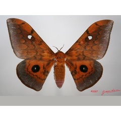/filer/webapps/moths/media/images/C/cyrene_Pseudobunaea_AF_Alberta_01.jpg